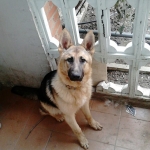 Loreto Pascual Palacín, Pet sitter in Valladolid