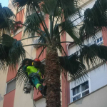 Adrian lorenzo Marchena moreno, Gardener in Jerez de la Frontera