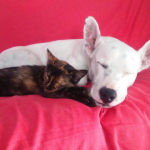 Paula Ruiz, Cuidadora de mascotes a Elche