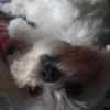 Angela Galan, Pet sitter in Avilés