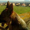 Mila Sergio, Dog walker in La Línea de la Concepción