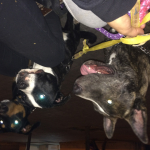 Daniel Amav, Dog walker in Sabadell