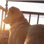 Ángela Castillo Arévalo, Pet sitter in Granada