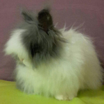 Angela Tatiana Igual Almenara, Pet sitter in Valencia