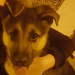 Edgar Sogorb Calvo, Dog trainer in Elche