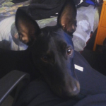 Rebeka Sánchez fernández, Paseadora de perros en Tarragona