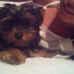 Rocio Fernandez parrado, Dog walker in Estepona