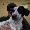 Hugo Barrio, Pet sitter in Jerez de la Frontera