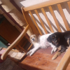 Jorge Nieto Monedero, Pet sitter in Los Montesinos