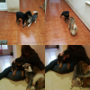 Elisabet Lara Jimenez, Cuidadora de mascotes a Pozuelo de Calatrava