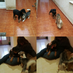 Elisabet Lara Jimenez, Cuidadora de mascotes a Pozuelo de Calatrava