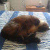 Ivan Fuentes Barrasa, Transportista de mascotes a Torrevieja