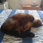 Ivan Fuentes Barrasa, Transportista de mascotes a Torrevieja