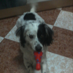Ana Martinez, Dog walker in Linares