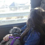 Alba Silla, Passejadora de gossos a Valencia