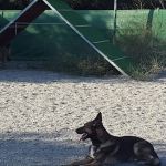 Mar Martín, Dog trainer in Málaga