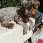 Juan Gómez López, Pet sitter in Madrid