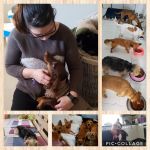 Yolanda Gomez, Pet sitter in Ourense