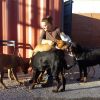 Dolores Costoya, Dog trainer in Navalcarnero