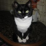 Tania Bruni, Pet sitter in Gijón