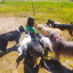 Lucía Galván, Pet sitter in Madrid