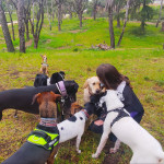 Lucía Galván, Dog trainer in Madrid