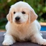 Jessica Arques, Pet sitter in Muro de Alcoy