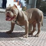 Francisco Antonio Corral Rueda, Pet sitter in Rioja