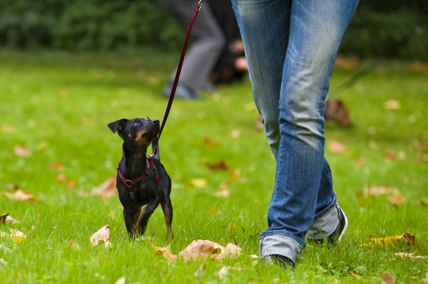  Adiestrador de perros