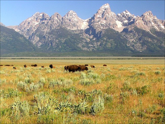 North American Bison