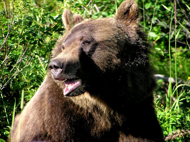 Grizzly Brown Bear in Yellowstone