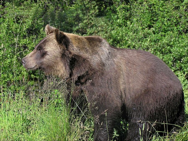 Brown Bear 