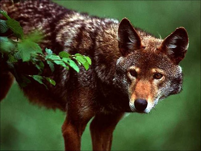 The red wolf is often mistaken as a Coyote but wolves have a cape like fur on its back Yellowstone red wolf
