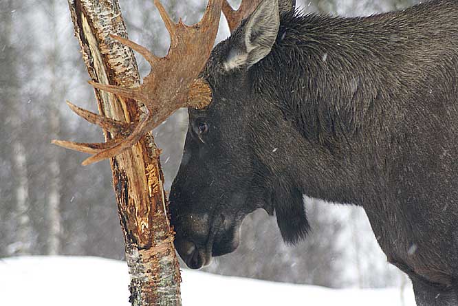 Photograph of a male Moose using a tree to scratch his nose in the Polar Zoo in the Arctic of Northern Norway near Tromso male Moose in Norway