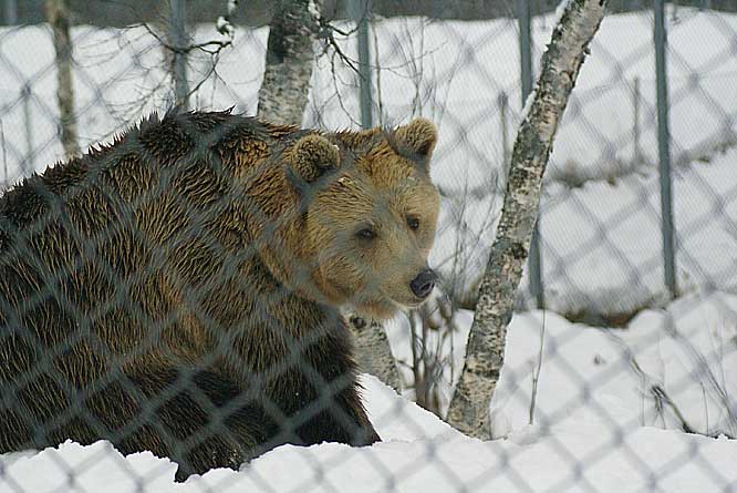 European female Brown Bear