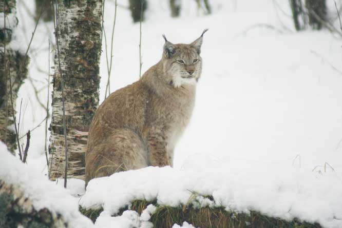 Arctic Lynx