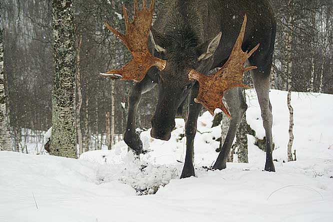 Photograph taken of a big bull Moose in the Polar Zoo in the Arctic of Northern Norway. Sometimes they are called Elk big bull Moose