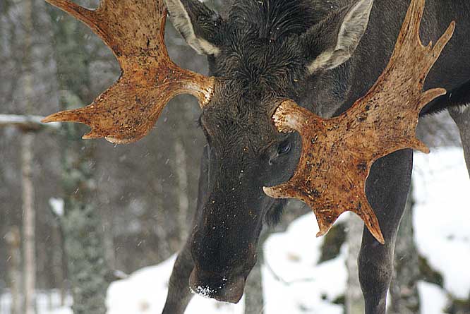 Photograph taken of a charging Moose in the Arctic of Northern Norway near Tromso Moose in Norway