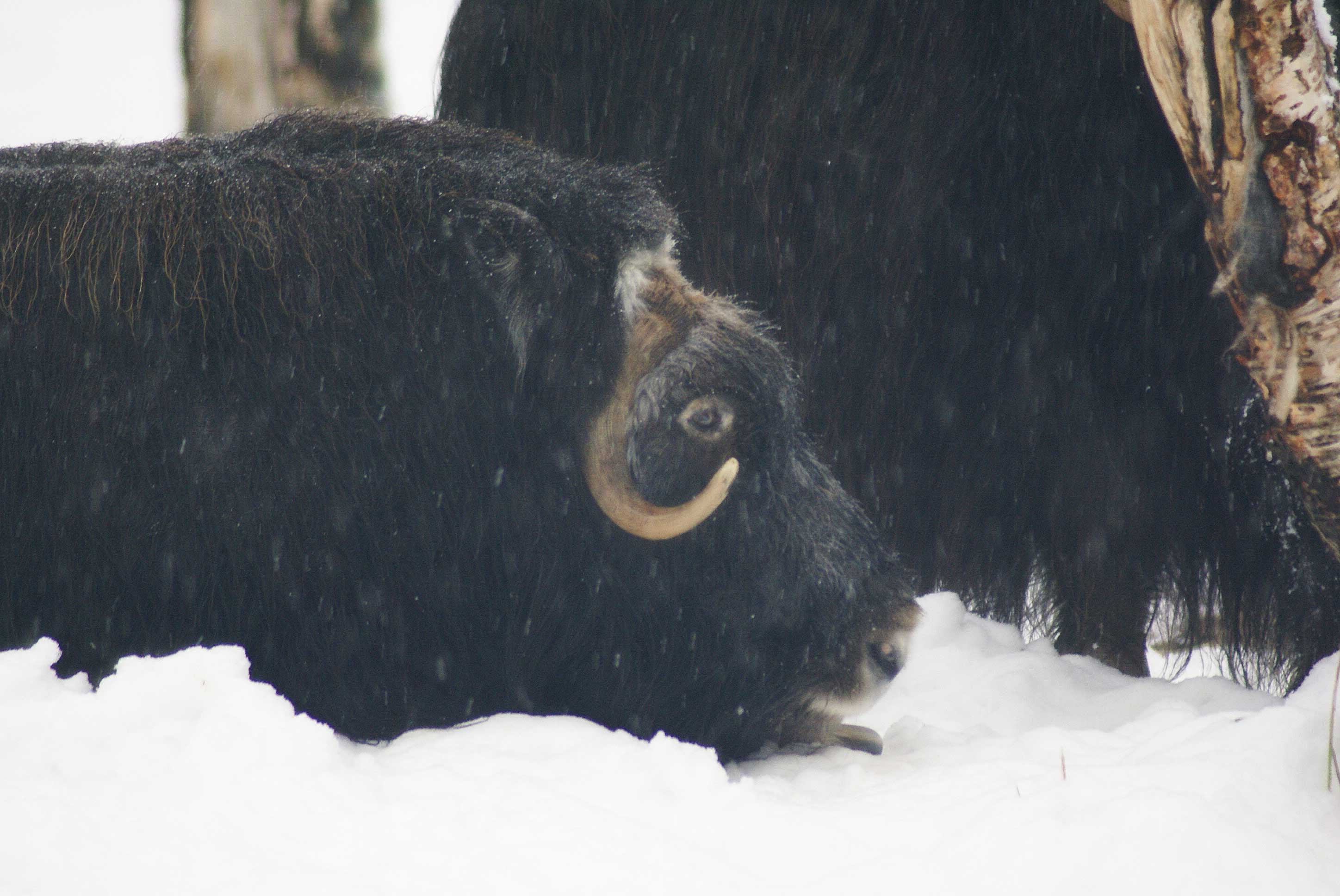 female Musk Ox