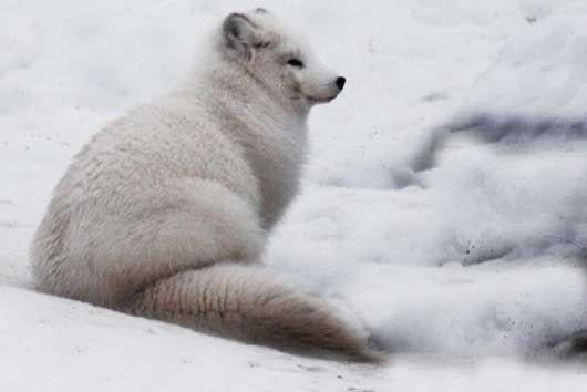 Photograph of an Arctic Fox taken at the Polar Zoo in Northern Norway near Tromso Arctic Fox