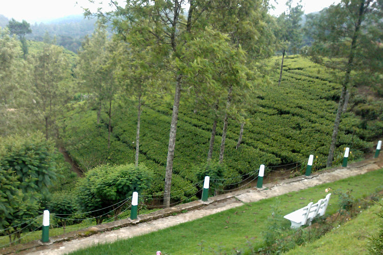 Tea fields - Nuwara Eliya Pedro Tea Estate Tour in Sri Lanka Pedro Tea Estate Tour