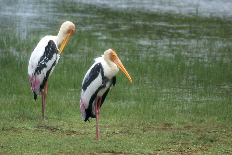 The Sri Lankan Painted Stork is a large wading bird found in Yala National Park Sri Lankan Painted Stork