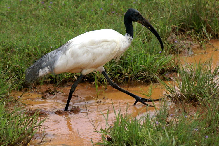 The Sri Lankan Black Headed Ibis in Yala National Park Black Headed Ibis
