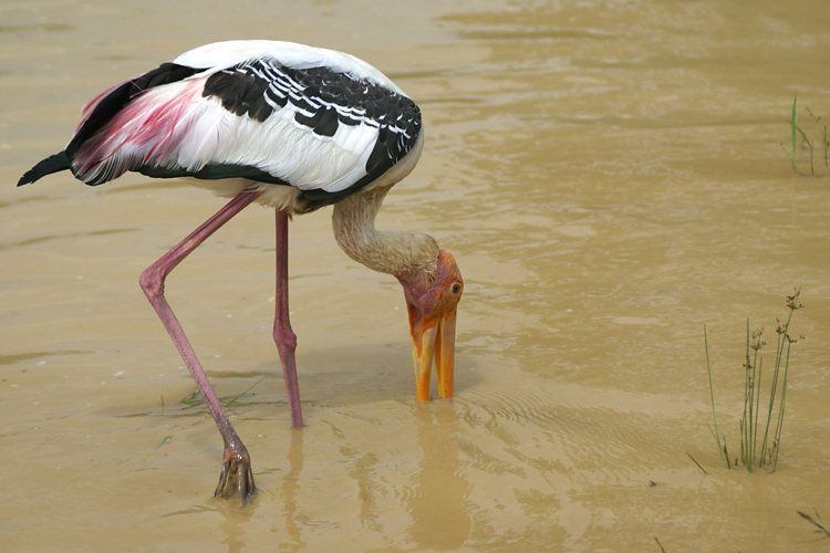 The Sri Lankan Painted Stork is a large wading bird found in Yala National Park Sri Lankan Painted Stork