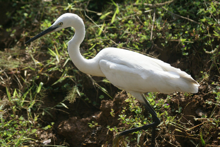 The Sri Lankan Little Egret in Yala National Park Little Egret