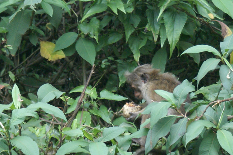 Monkeys at Nuwara Eliya Sita Eliya Hindu Temple Sita Eliya Hindu Temple