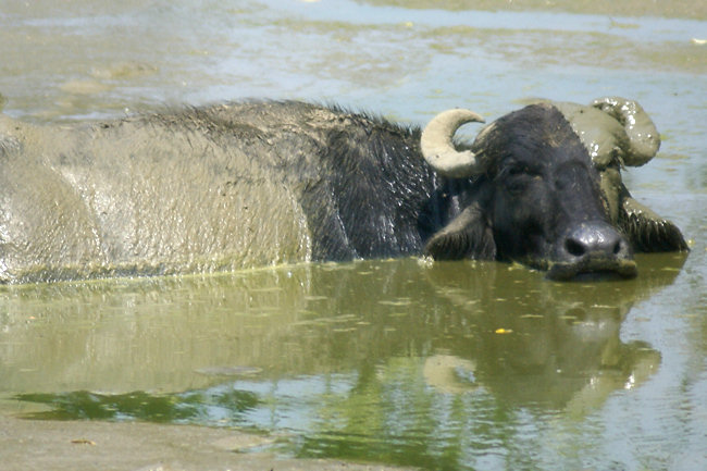 Uda Walawe National Park Sri Lankan Water Buffalo Uda Walawe National Park