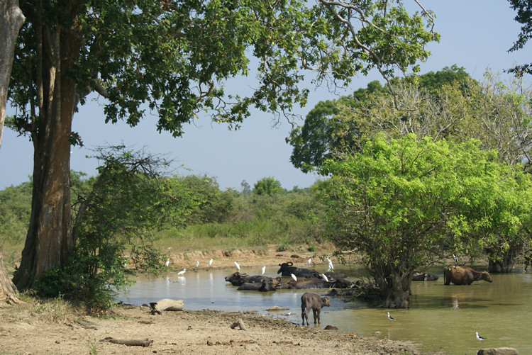 Water Buffalo in a water hole in Uda Walawe National Park in Sri Lankan Uda Walawe National Park