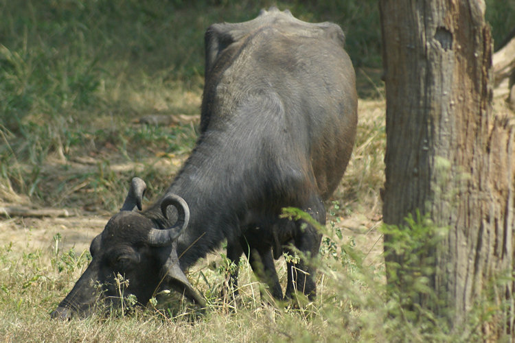 Udawalawe National Park Sri Lankan Water Buffalo Uda Walawe National Park