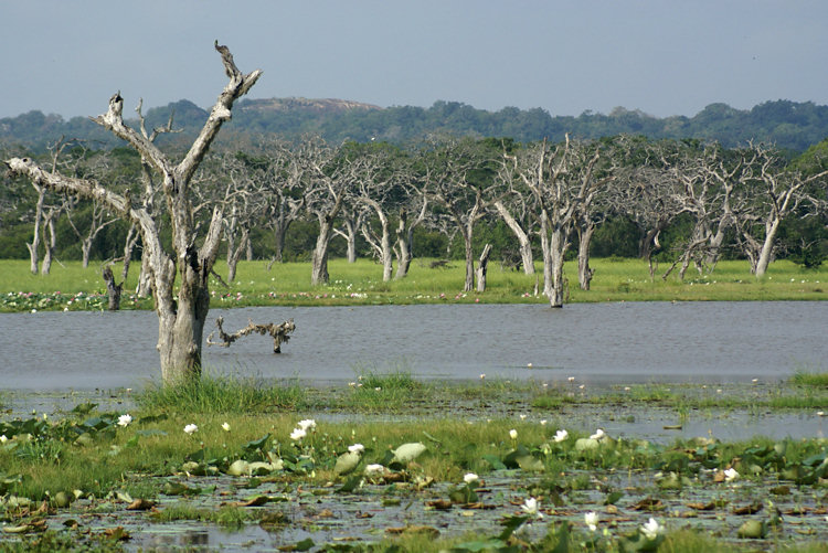 Yala (Ruhuna) National Park Safari flooded watery landscape Yala (Ruhuna) National Park